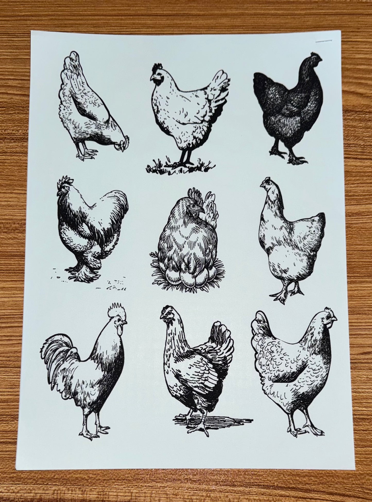 MULTIPLE CHICKENS BLACK PRINT