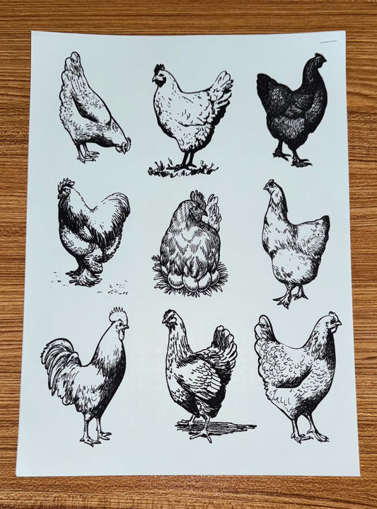 MULTIPLE CHICKENS BLACK PRINT